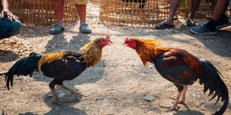Một số điểm cần chú ý khi chọn gà chọi